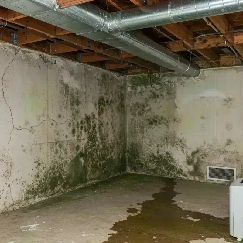 Professional Mold Removal in Bridgeport, MI